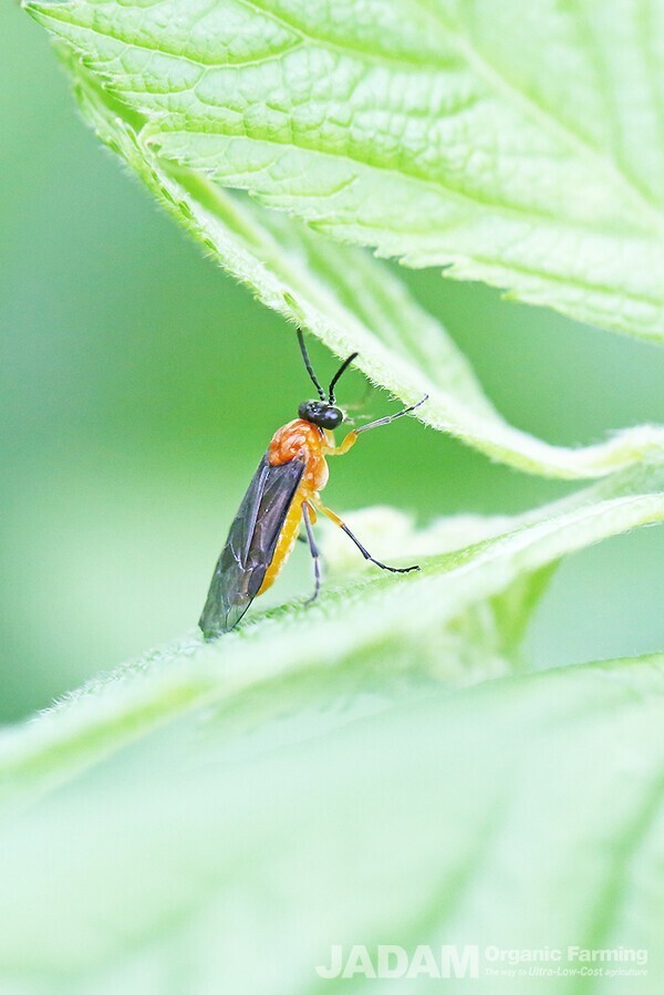 The adults appear two to three times a year, with the first generation emerging in early May.
