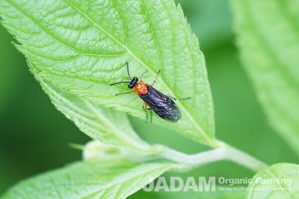 The second generation of adults appears from mid-June to mid-July, and the third from mid-to-late September.
