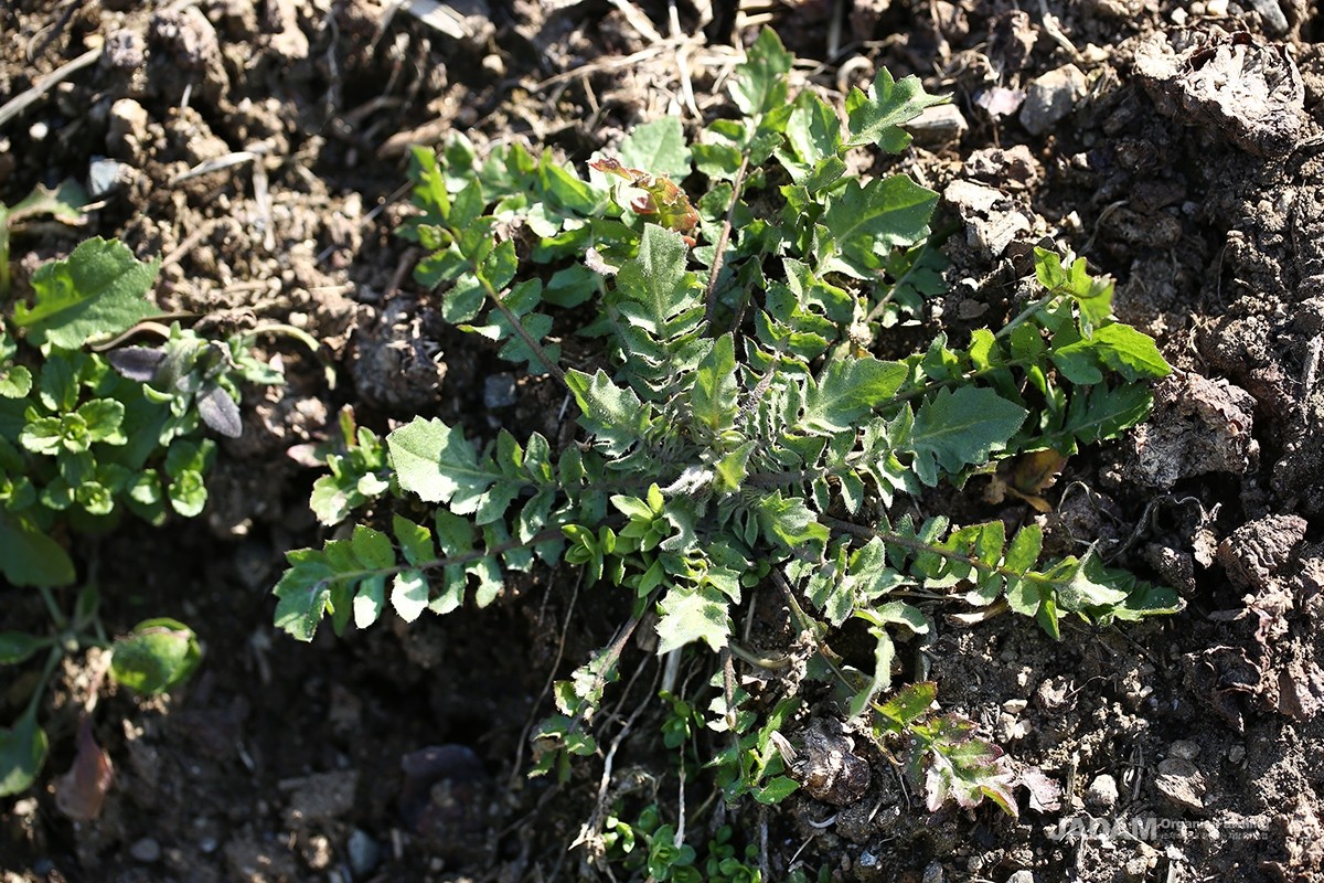 Germinating in the autumn, it overwinters pressed flat against the ground like a cushion.