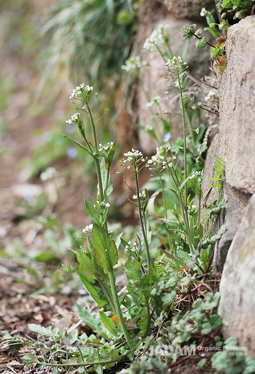 The stem leaves are lanceolate, arranged alternately, and covered with hairs.