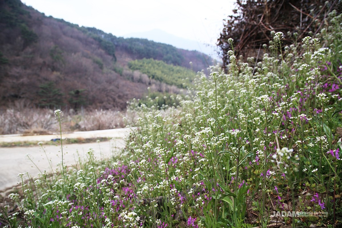 The white inflorescences of the shepherd's purse, along with the yellow inflorescences of the woodland draba, richly color the empty fields during the resting season.