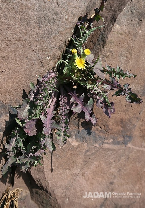 It typically germinates in autumn and overwinters in a rosette cushion shape.
