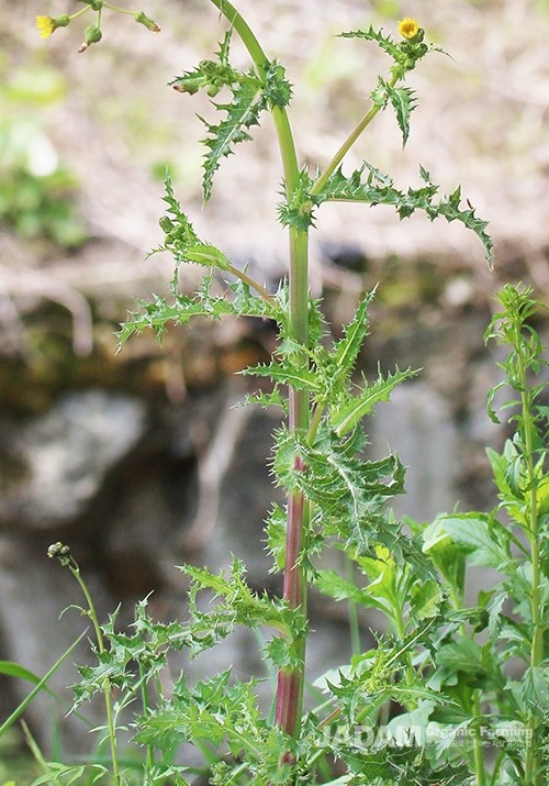 The lower portion of the stem leaves clasps the stem entirely, and the edges terminate in sharp, spine-like teeth.