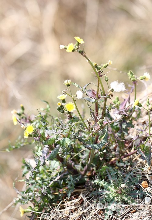 From May onward, it blooms with yellow flower heads at the tips of its stems and branches, closely resembling the common dandelion.