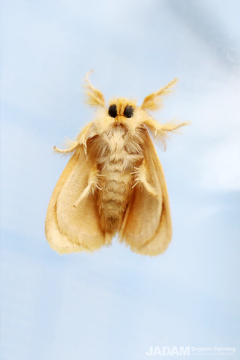 The antennae are feather-like, and there is a dark multi-brown band across the center of the forewings.