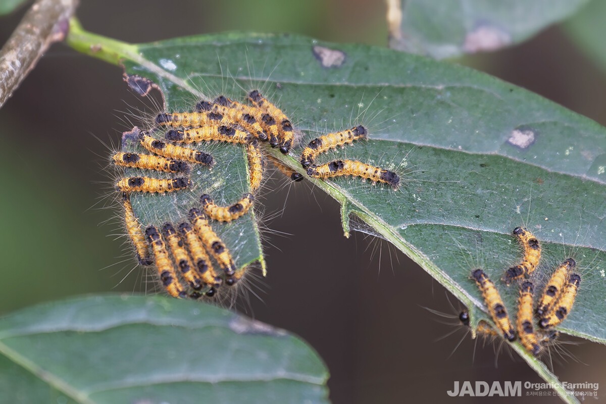 The larvae crowd together on the undersides of leaves and primarily feed at night. (Source: inaturalist.org/©night-heron)