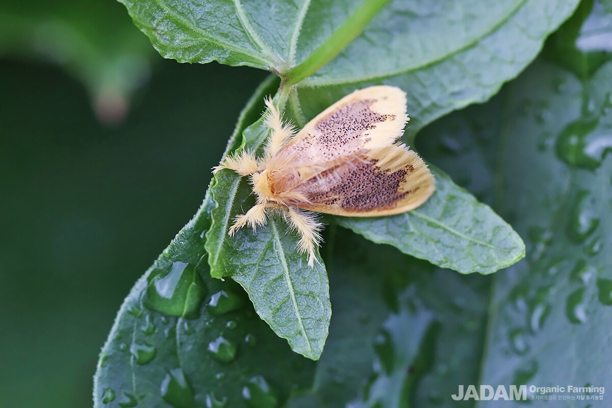 The small yellow tussock moth (Euproctis pulverea). It is slightly smaller than the swan moth, with the dark brown patterns spreading more widely across its wings.