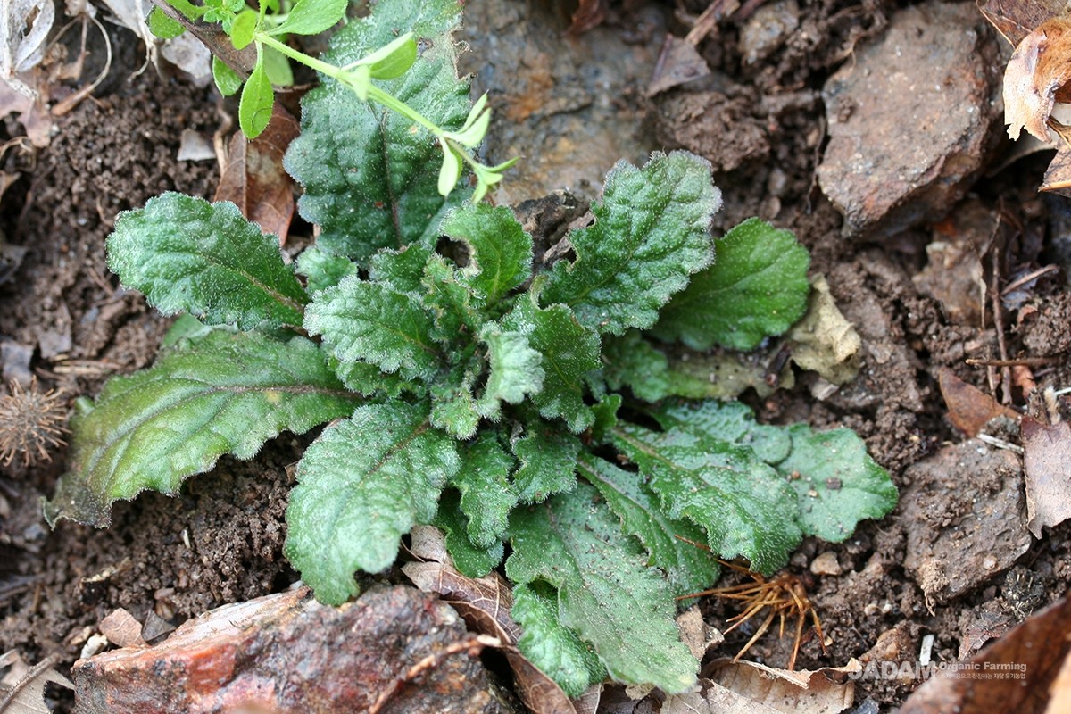 Basal leaves typically spread radially in autumn and stay flat against the ground to endure the winter.