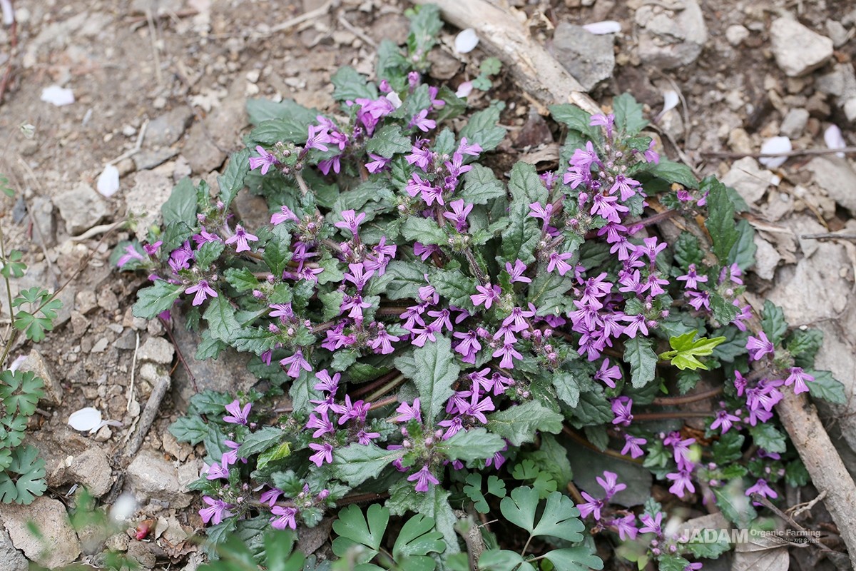 From early spring, purple flowers cluster densely in the leaf axils of the upper stems.