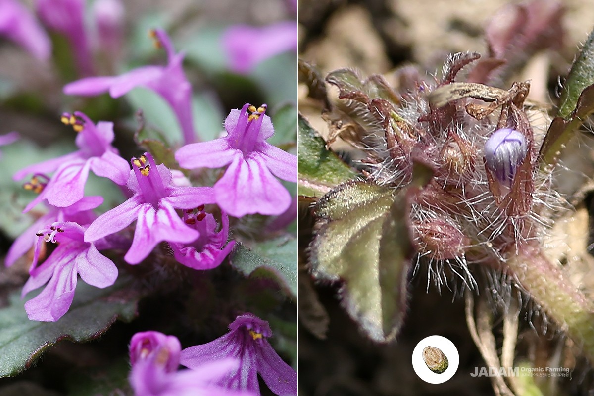 Decumbent bugle flowers (left) and fruits/seeds (right).