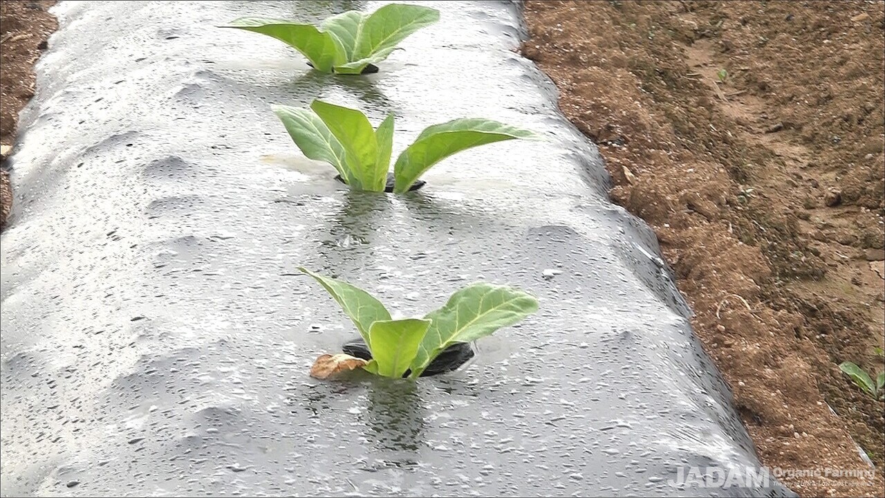 Tobacco is currently planted in the field.