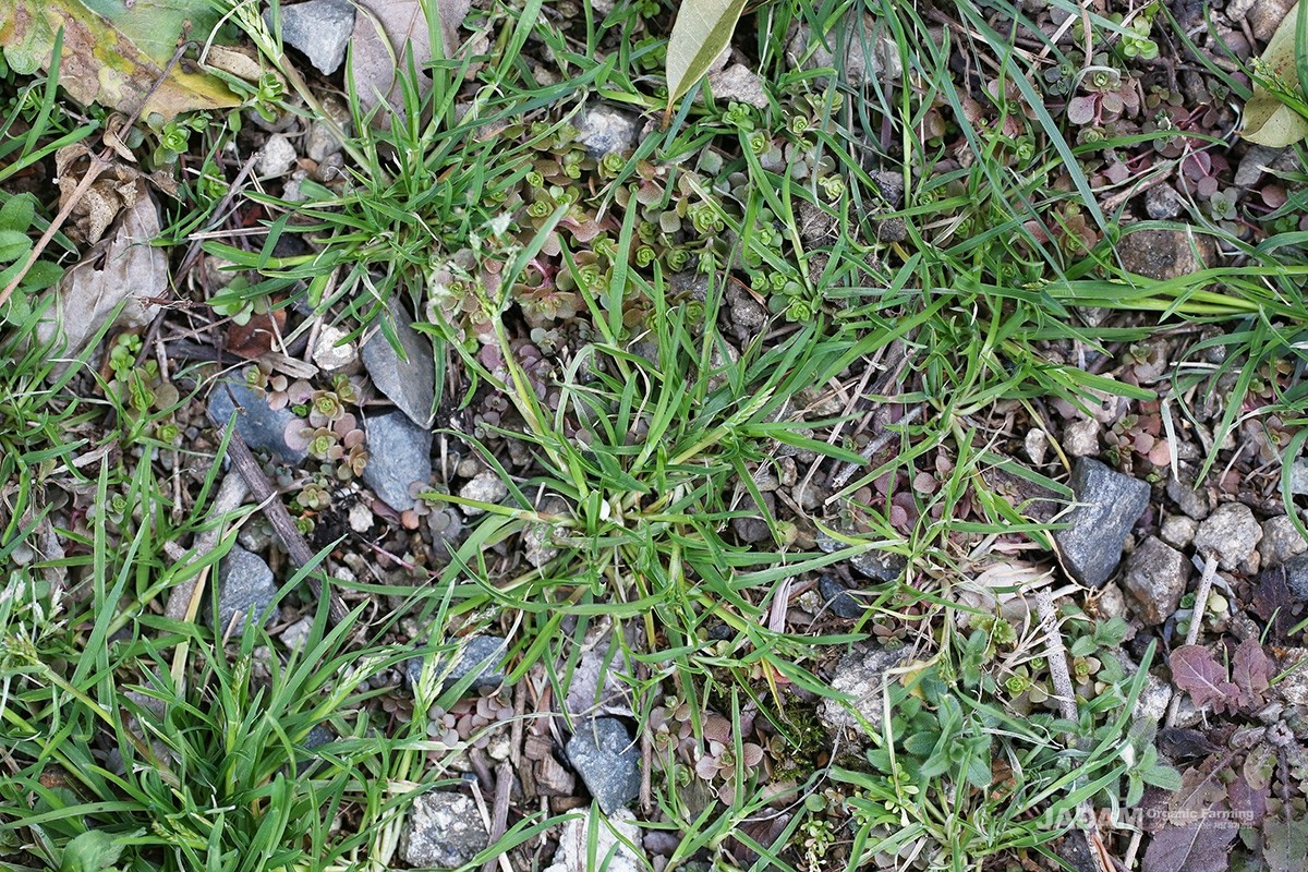 A grass-family weed that grows nationwide, in both cities and countryside.