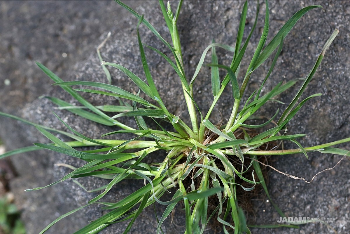 The stems grow in clumps; the linear leaves fold slightly inward along the midrib.