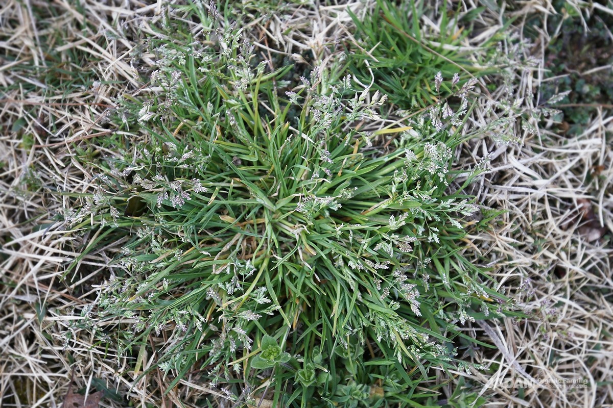 The flowers bloom almost year-round, borne in a panicle.