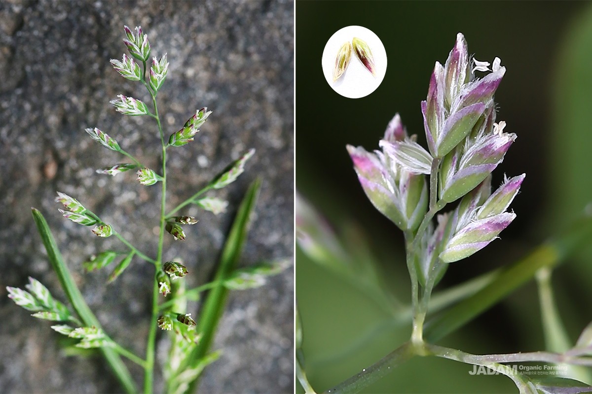 Annual bluegrass inflorescence (left) and spikelet/seed (right).
