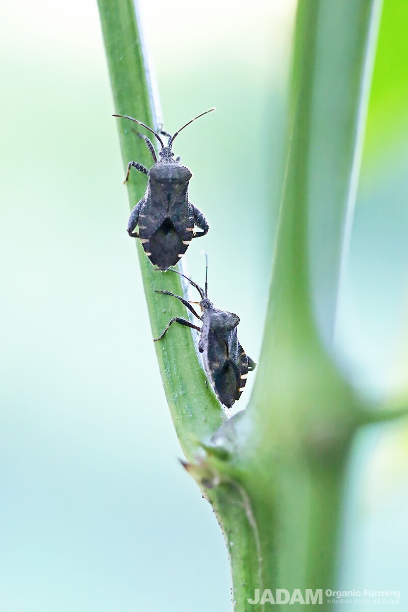 After overwintering in nearby grass, the adults fly into chili pepper fields in early June to mate and lay eggs.