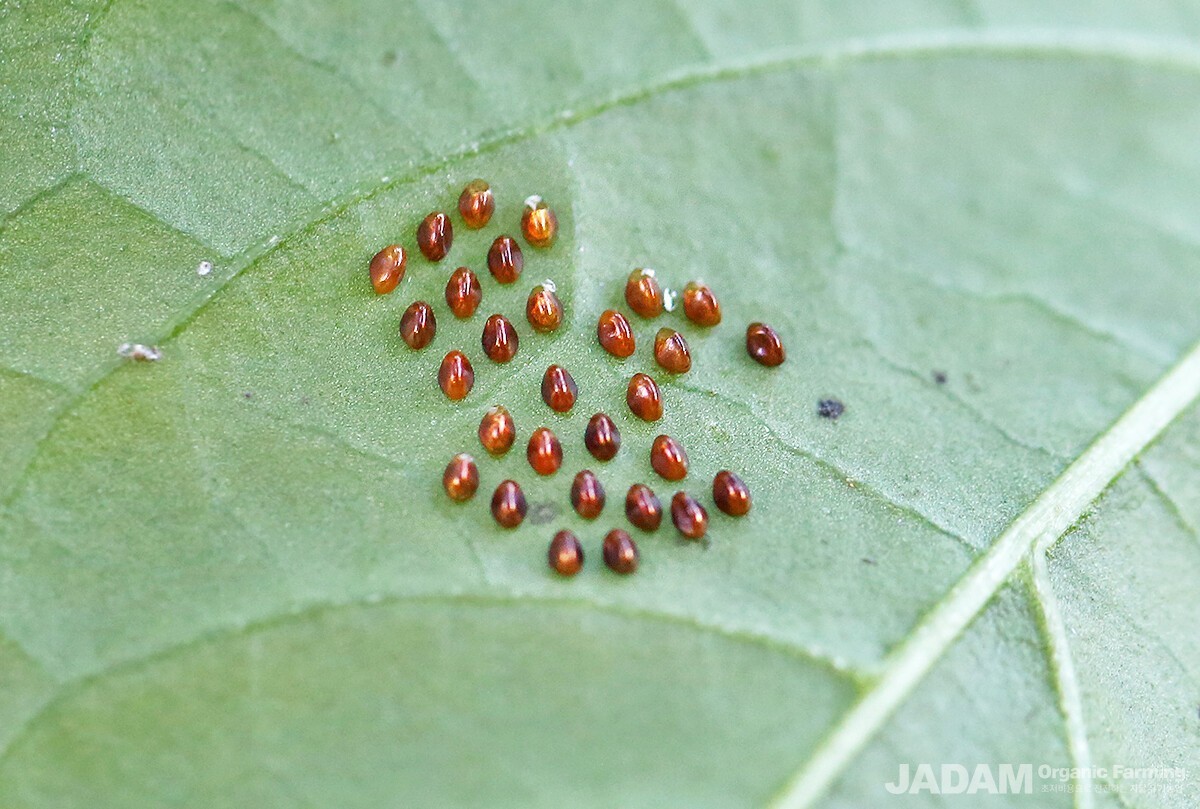 They attach jewel-like, purplish eggs to the undersides of leaves in clusters of 10–30.