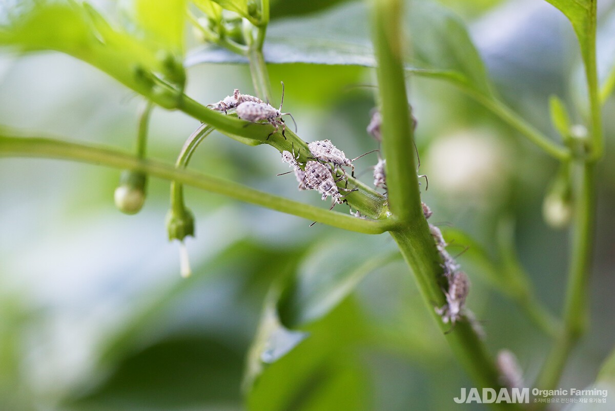 The nymphs are covered in a white powder and, together with the adults, gather in groups to damage chili pepper stems.