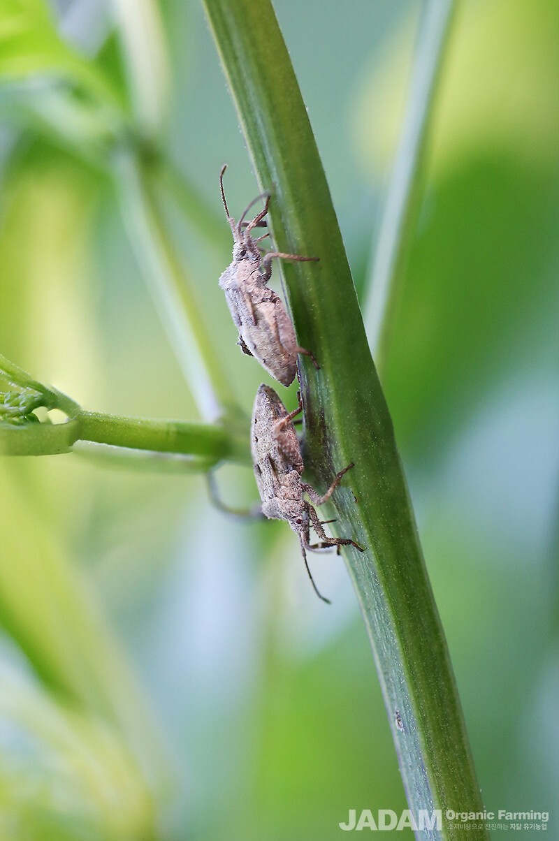 By mid-August, the fully grown nymphs transform into adults.