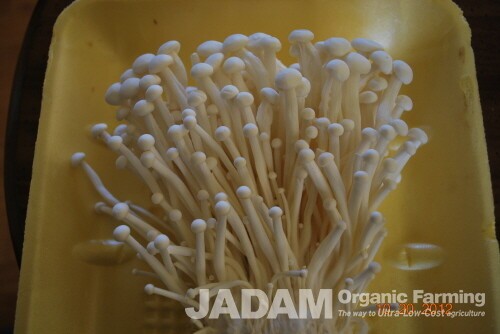 Cultivated enoki mushroom. This specimen was cultivated in Canada.