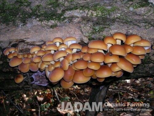 Enoki mushroom primordia (young buttons)