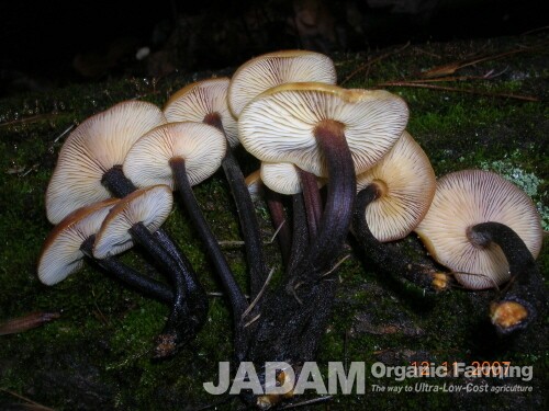 The gills and stem of an enoki mushroom. The stem is wet and jet black.