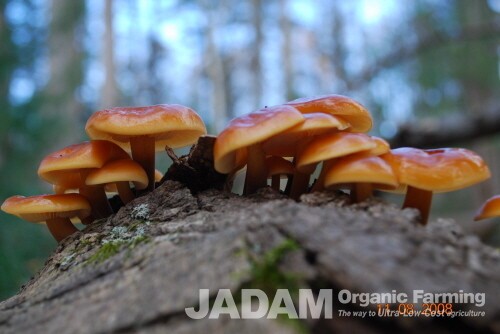 Enoki mushrooms grow on dead broadleaf trees.