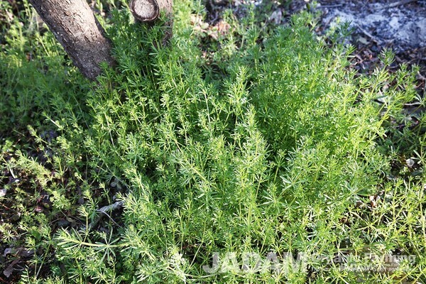 From April to June, yellowish greenish-white flowers bloom in cymes from the leaf axils on the upper parts of the stem.