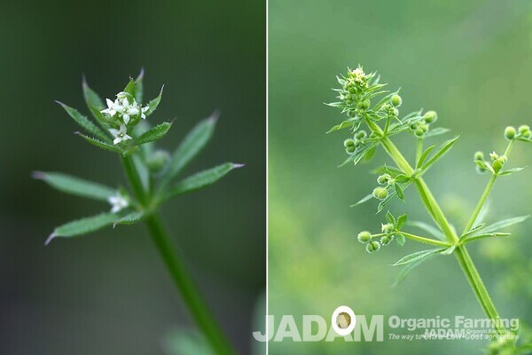 Catchweed bedstraw inflorescence (left) and fruit (right).
