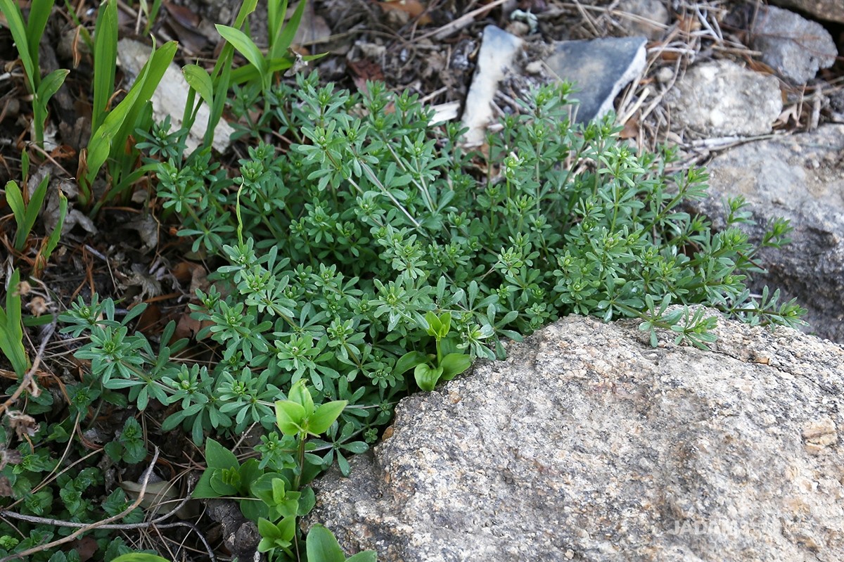 In the southern regions, it may germinate in autumn and survive the winter, but its leaves typically emerge in early spring.