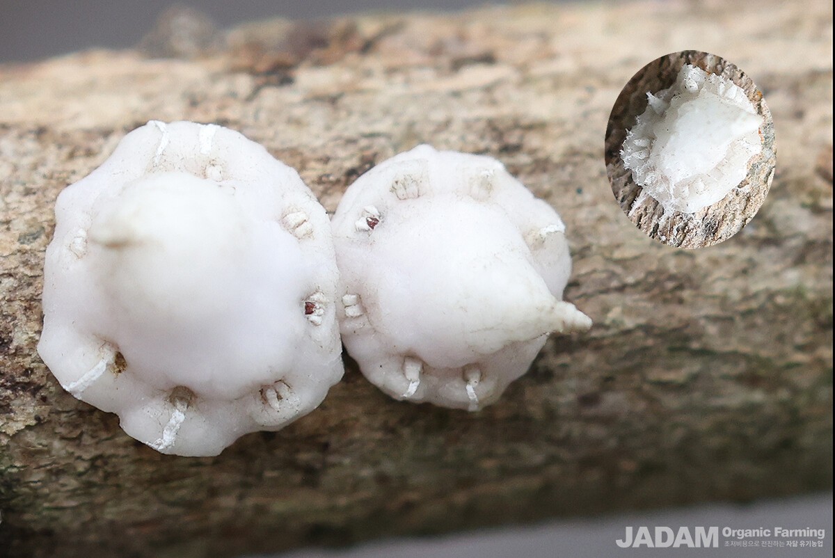Waxy substances are secreted from the horn-shaped protrusion and eight marginal pores (The inset on the right depicts a mid-instar nymph).