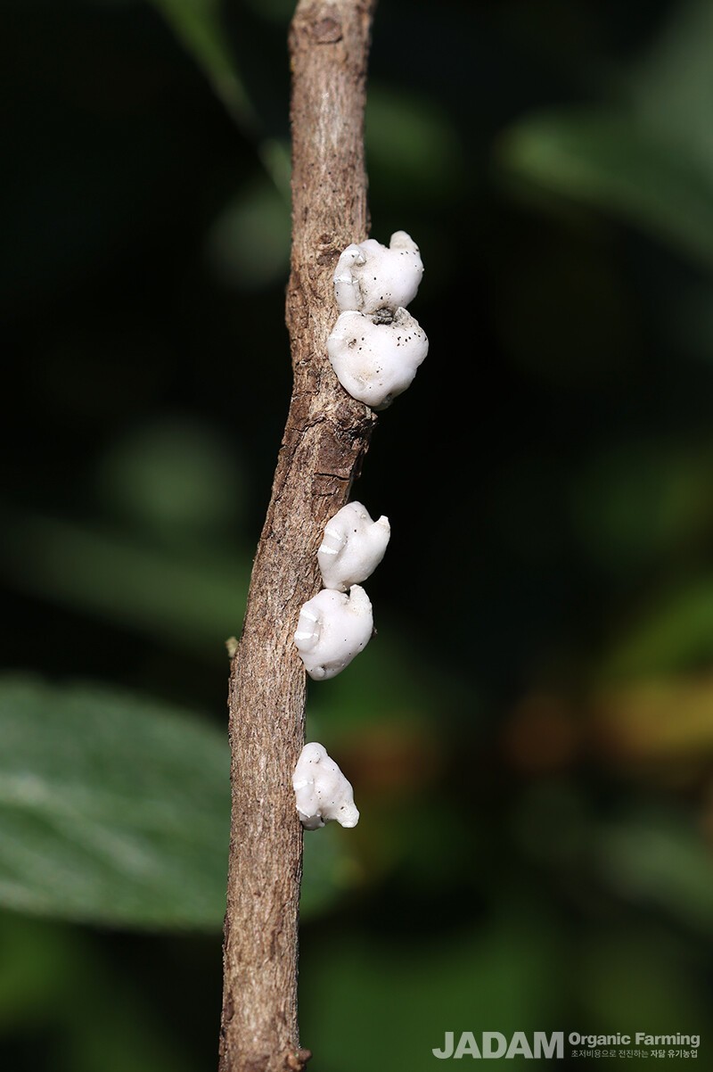 The adult insect features a horn-like protrusion on its upper dorsal surface and is entirely covered in a soft, sticky white wax shield.