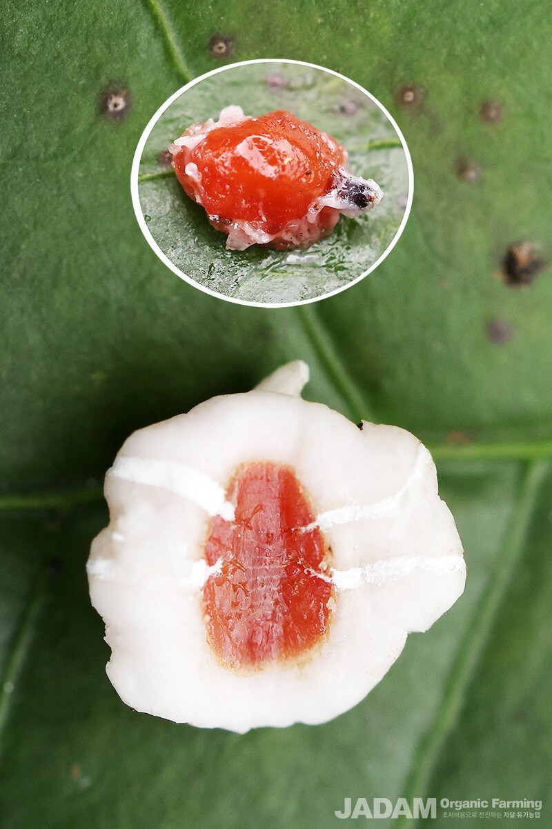 Morphological appearance of an adult insect with its wax coating removed (top) and the ventral underside of an adult covered in wax (bottom).