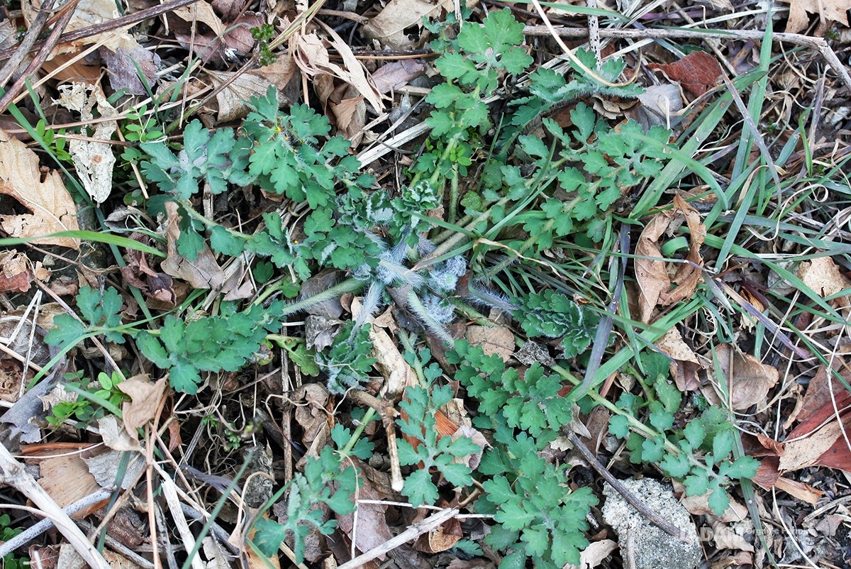 The basal leaves are irregularly pinnately divided like radish leaves and have a glaucous, powdery white hue.