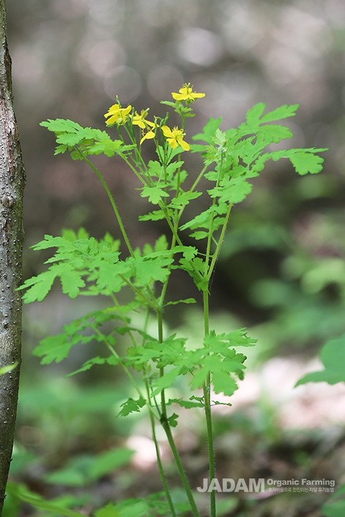 The stems are hollow, and the leaves are divided one to two times with blunt serrations along the margins.