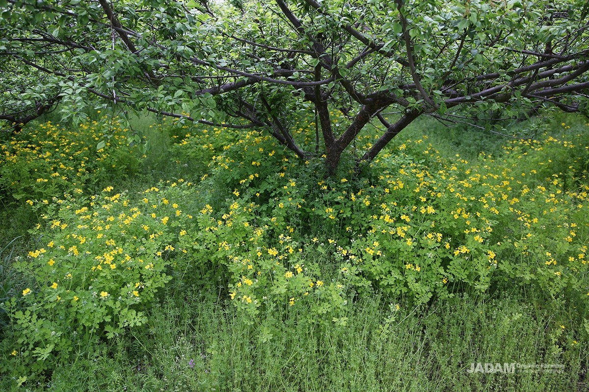 Blooming bright yellow flowers from spring through summer, it can also be kept as an ornamental plant around cultivated land.
