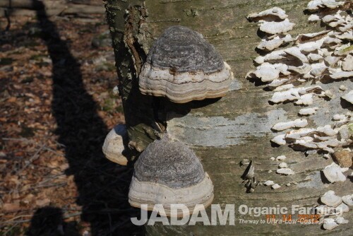 Two hoof fungus fruiting bodies growing on a birch tree.