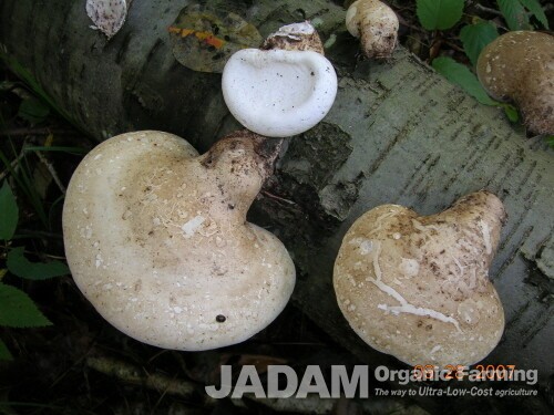 Birch polypore (Fomitopsis betulina). One of the mushrooms recovered from the pouch of the Ice Man discovered in an alpine ice valley.