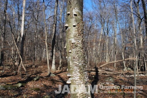 Hoof fungus growing in a long row high up on a dead birch tree.