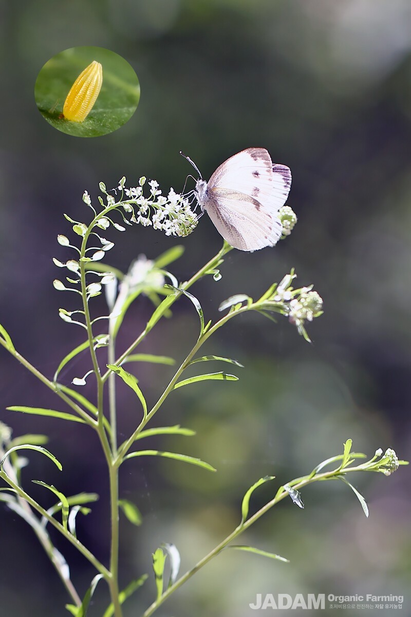 Females fly primarily over brassicaceous plants, laying eggs individually on the undersides of leaves (egg shown inside the circle).