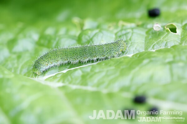 The caterpillar displays a protective green color and moves around while feeding to evade natural predators.