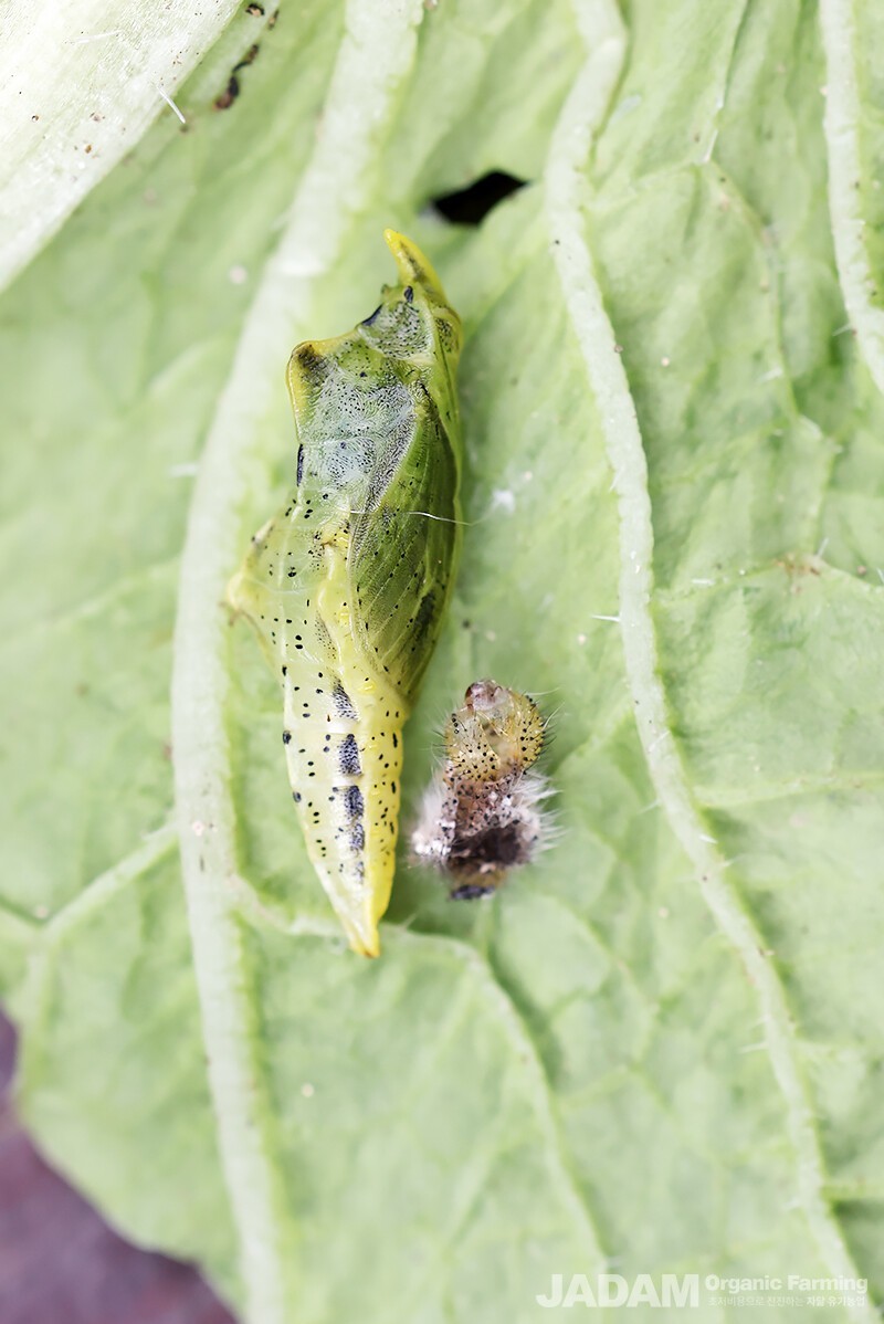 The larva grows into a pupa after undergoing four molts over a two-week period.