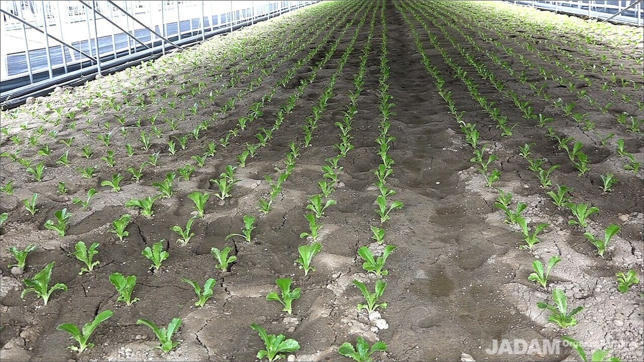 Close-up view of vibrant, high-quality lettuce leaves grown free of aphids using JMP.S.