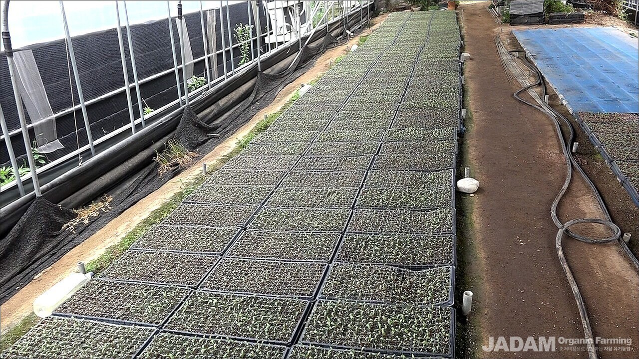 Young lettuce seedlings being raised in nursery trays inside the greenhouse.