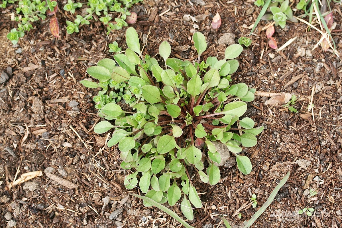 Cucumber herbs