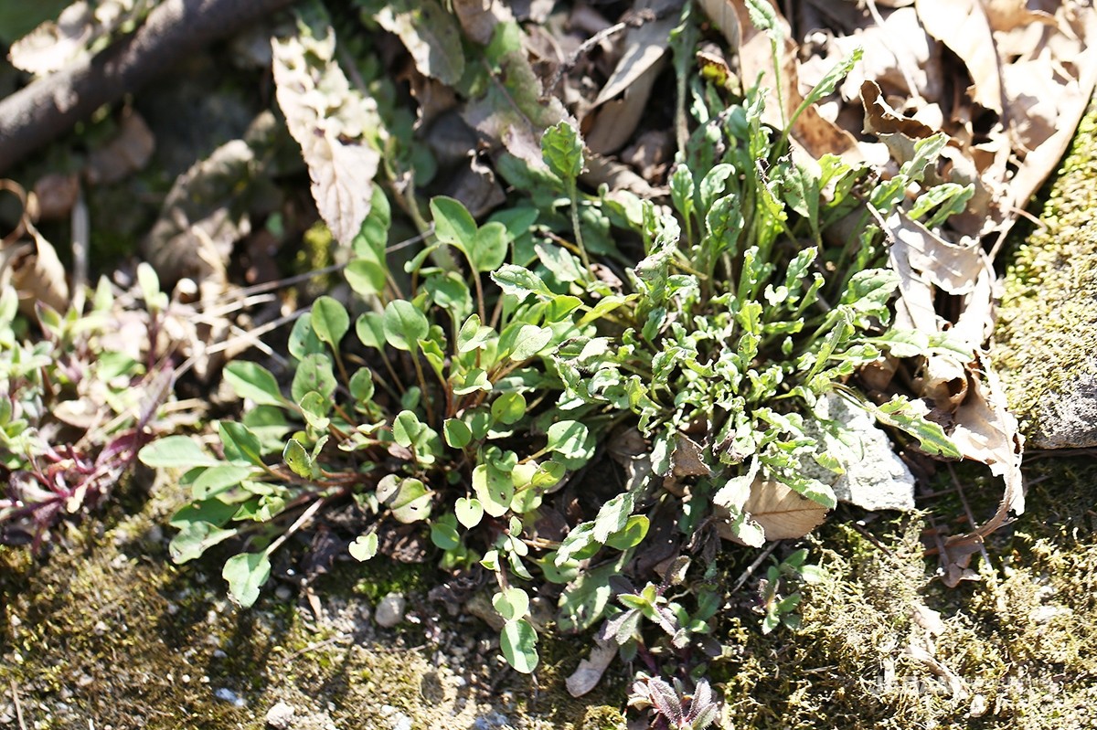 Side-by-side comparison showing the smooth basal leaves of cucumber herb on the left and the wavy-edged basal leaves of Bothriospermum on the right.