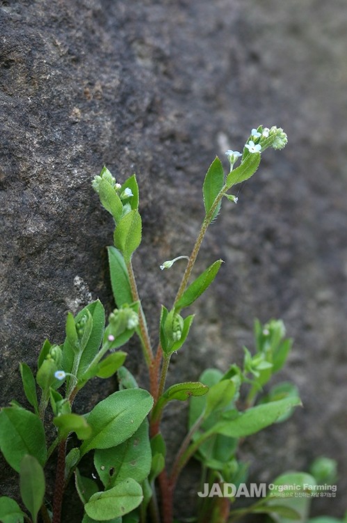 Close-up of alternate, oblong stem leaves attached directly to the stem without petioles.