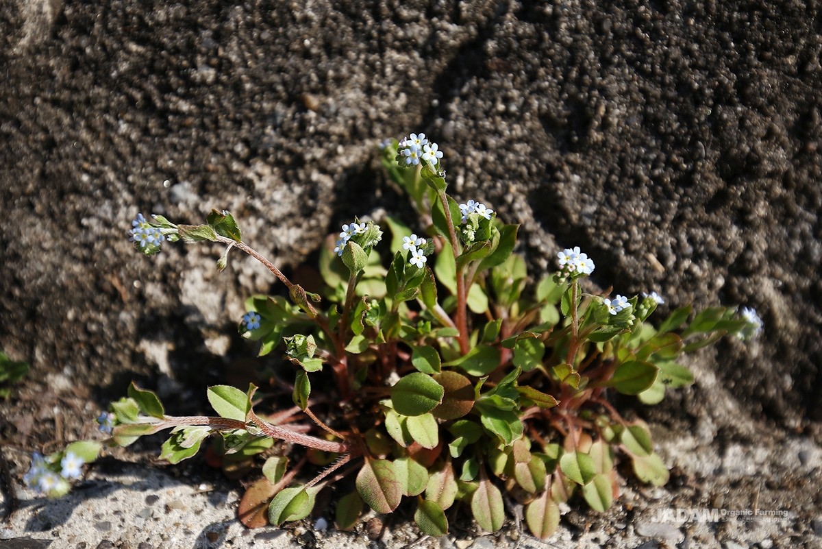 Inflorescence of cucumber herb showing the coiled tip with pinkish buds and small light sky-blue flowers blooming below.