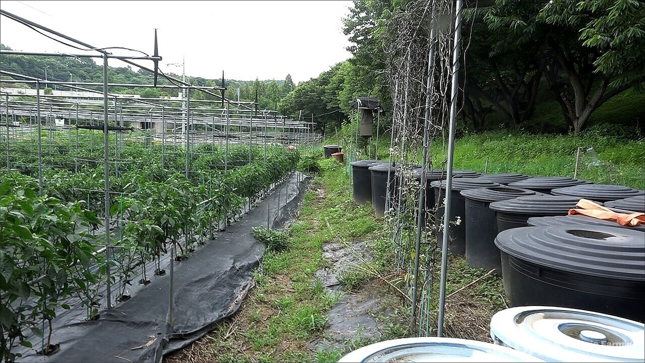 A field lined with numerous 500 L containers used for making JADAM Liquid Fertilizer (JLF) on Mr. Park's 0.65-acre organic farm.