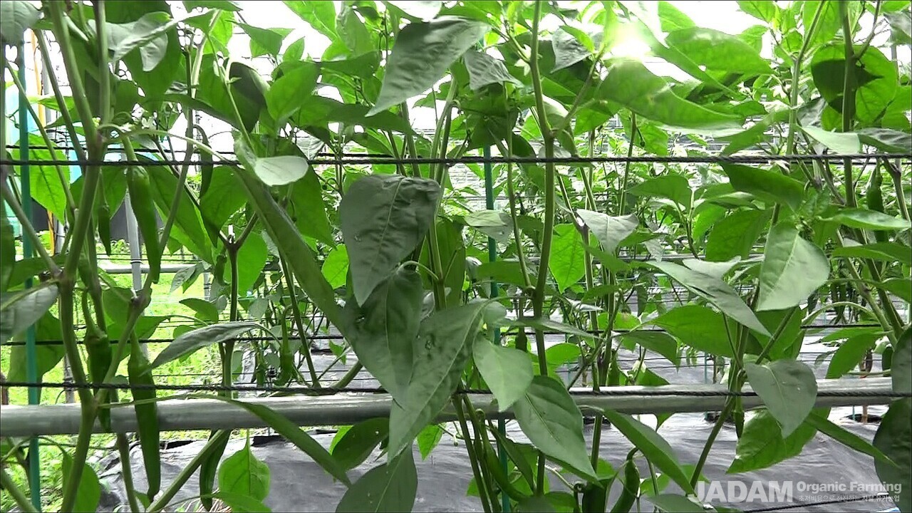 Healthy chili peppers growing vibrantly on the plants in the field.